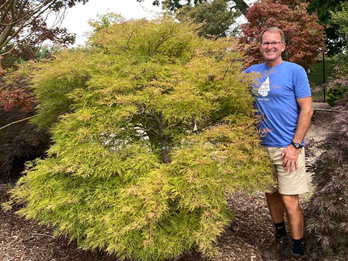 Brian Diemer’s Iconic Japanese Maple Picks